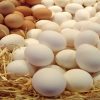 بيض دجاج